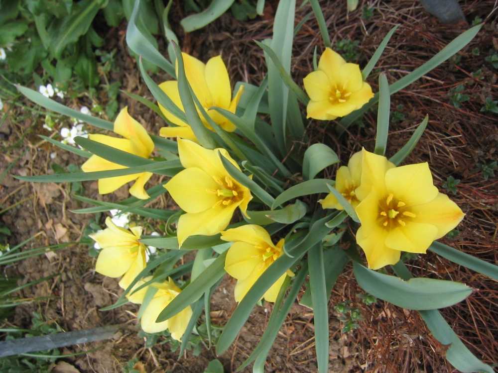 Tulipa batalinii 'Yellow Jewel' (Schmalblättrige Tulpe)